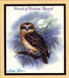 owl.jpg (17262 bytes)